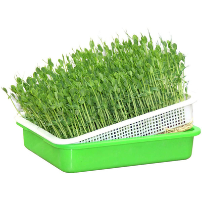 Bảo quản nhiệt Polystyrene Khay nhựa nảy mầm Khay trồng cây thủy canh