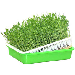 Khay cây giống thủy canh thoáng khí nhiều màu Chiều dài 31cm Có thể tái chế