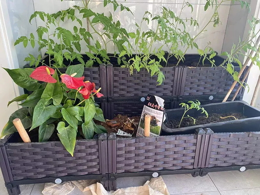 Giường trong vườn Hộp trồng cây bằng nhựa trong vườn Hình chữ nhật cổ điển